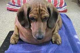 这是一只腊肠狗，事实上，我觉得已经不能用‘腊肠’来叫它了。图片