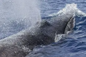 潜水员遇15米巨鲸：搏命上演"面对面"交流！图片