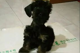 昨晚刚买的狗 卖狗的说事雪纳瑞 可是朋友说像泰迪图片