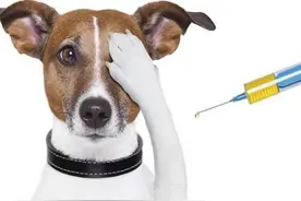 干货分享——狗狗疫苗怎么打图片