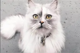 世界上最美丽的猫　IG吸引1.5万人追踪图片