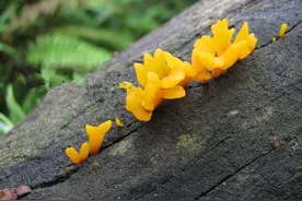 这些山里的宝贝，见多识广的农村人认识的都不多！图片