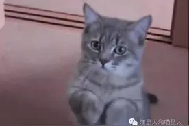 可爱喵星人讨好主人的表情好呆萌啊！图片