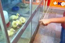 小鸭子第一次见炫酷的溜溜球，眼睛都离不开它的样子实在是太可爱图片