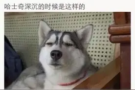 狼和哈士奇的区别，看完我都笑哭了！图片
