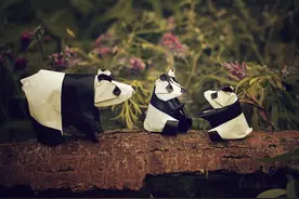 用纸折成的动物王国图片