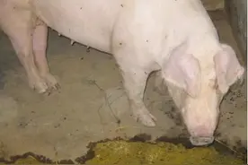 猪呕吐，怎么办？一招可以解决！图片