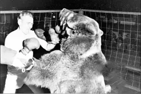 历史上居然举行过“人熊拳击赛”！猜猜最后胜者是谁？图片