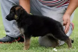 二个月的小德牧 犬国王摄影图片