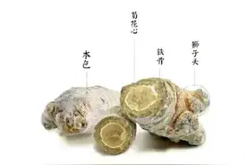 三七泡酒治好我静脉曲张的脚溃烂图片