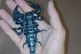 男子黑市购得世上最大蝎子，光是看着就会让人全身发毛图片