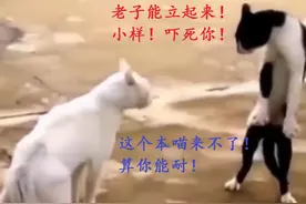 两只东北小猫打架，那姿势就够诡异的了，加上字幕超搞笑！图片