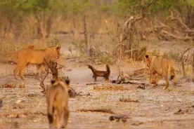 蜜獾单独与狮子群展开30分钟搏斗，场面极为罕见图片