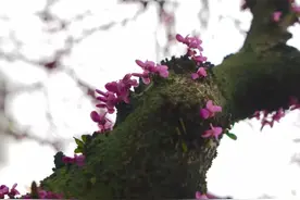 这棵如此之大，树身开满紫色的花是什么树？图片