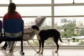 主人死后狗狗在医院苦等10个月，最后终于和主人在天堂相见图片