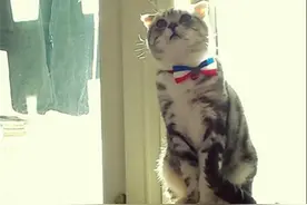 小猫咪征婚：折耳美短加白虎斑小公猫图片