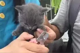 被剪指甲不开心的小猫咪，你感受到这股杀气了吗！图片