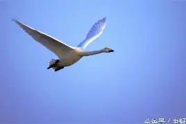 事成于阴而显于阳，至德者不和于俗，成大功者不谋于众。图片