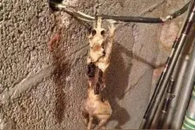 猫和电线不得不说的事，这个致命的问题你注意到了吗？图片