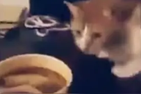 主人拿回来一碗臭豆腐，猫咪居然做出埋屎的动作，让人哭笑不得图片