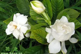 栀子花常见病虫害防治图片