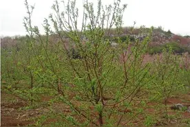 传言能“辟邪”的桃木，为什么农民不肯种在院子里？图片