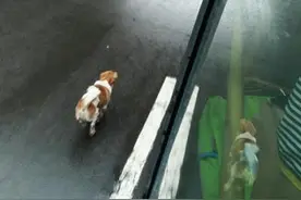 公交不让带宠物，主人有事不能下车，狗狗紧追半小时，心疼...图片