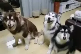 阿拉斯加接物表演，傻傻接不住太逗逼，拿出整个榴莲时，狗懵逼了图片