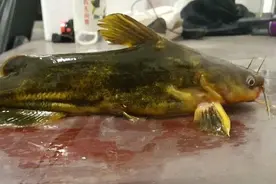 钓到罕见昂刺鱼，一斤左右图片