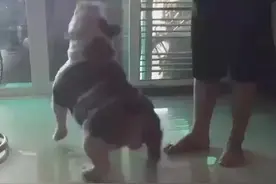 腿又短身体又胖的狗狗，行动竟是如此不便图片