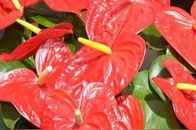 盆栽红掌花卉栽培管理技术图片