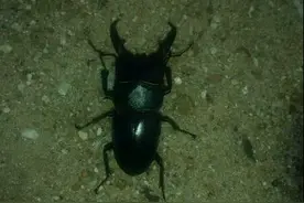 这些看似超级恐怖的虫子，在农村可都是小孩子的玩物图片