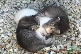 小奶猫紧紧的抱着同伴不想它死去，被人收养后却拥有了意外的惊喜图片