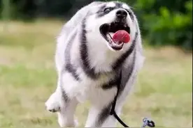 哈士奇这就是与众不同，文能颜值闯天下，武能犯二定乾坤图片