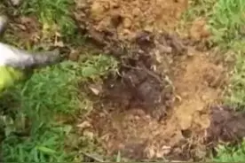 男子山上探险挖到一大团货币，拍卖行预测价格竟不低于千万美元图片