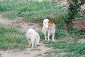 狗狗闯入猫咪领地，被猫老大霸气赶出图片