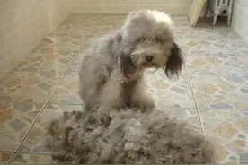 不要这样养猫养狗，小心赔了夫人又折兵！图片