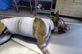 忠犬为救被困火灾内的主人，大面积烧伤让人心痛图片