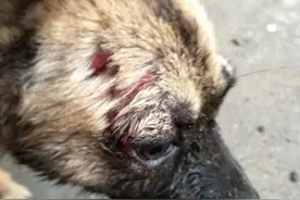 可怜的狗狗，心情有点冷图片