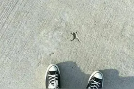 多么悲惨的一只青蛙图片