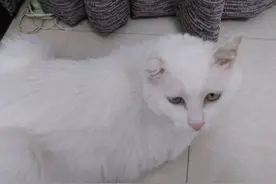 打耳洞？小心变成一只“折耳猫”图片