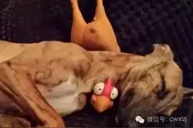狗狗和惨叫鸡不得不说的故事，爱的那么深，那么认真图片