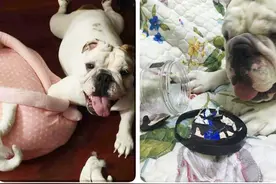 达人牛妈手记——狗狗吃下异物怎么办？图片