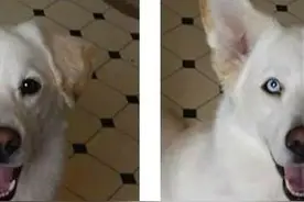 一只不科学串串，竟然半边哈士奇，半边拉布拉多！图片