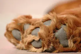 狗狗脚很臭是什么原因，我们应该怎么处理？图片