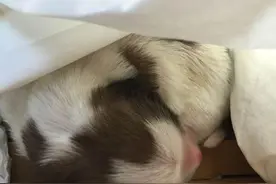 十五的月儿十六圆，被弃小奶狗想有个家，路人的冷眼却未能圆梦！图片