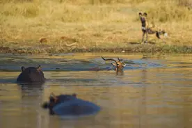羚羊为逃脱鬣狗追杀冲入河中，不料被两只河马围剿图片