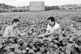 大学生回乡种猕猴桃嫁接培育出6个系列品种图片