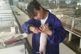 猪场产房母猪仔猪护理的几点实用经验图片