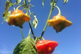 非常漂亮玫瑰辣椒，你见过吗？图片